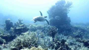 NOUVELLE CALEDONIE L ILE SAUVAGE