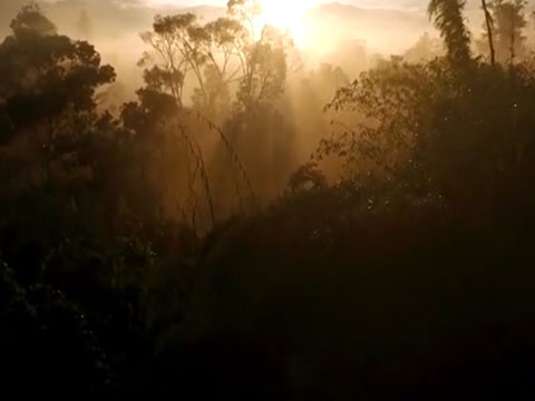 frere-des-arbres