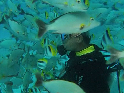 requin