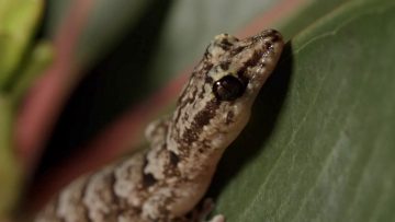 DE-LA-CRÊTE-AU-TOMBANT-–-LA-MANGROVE-ET-LE-PLATIER