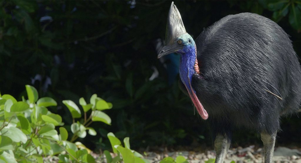 MERVEILLE DE LA NATURE : DAINTREE, L’AUSTRALIE DES ORIGINES