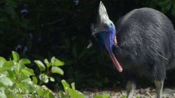 MERVEILLE-DE-LA-NATURE-DAINTREE,-L’AUSTRALIE-DES-ORIGINES